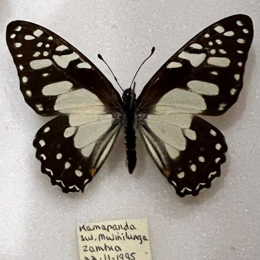 Graphium schaffgotschi. a rather uncommon image of a female